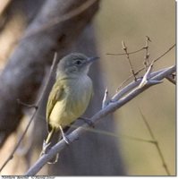 Yellow-olive Flycatcher - Tolmomyias sulphurescens