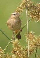 Dusky Warbler - Phylloscopus fuscatus