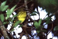 Bornean Whistler - Pachycephala hypoxantha