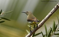 Purple-rumped Sunbird - Leptocoma zeylonica