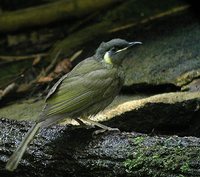 Lewin's Honeyeater - Meliphaga lewinii