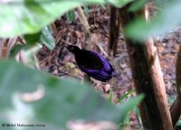 Twelve-wired Bird-of-paradise - Seleucidis melanoleuca