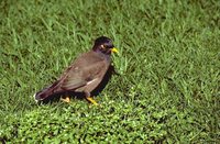 Common Myna - Acridotheres tristis