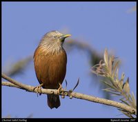 Chestnut-tailed Starling - Sturnia malabarica