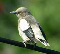 White-shouldered Starling - Sturnia sinensis