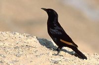 Tristram's Starling - Onychognathus tristramii