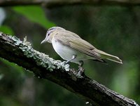 Red-eyed Vireo - Vireo olivaceus