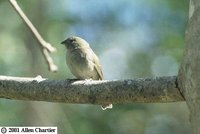 Black-faced Grassquit - Tiaris bicolor