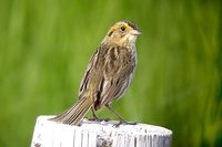 Nelson's Sharp-tailed Sparrow - Ammodramus nelsoni