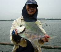 Diamond Trevally (Alectis indica)