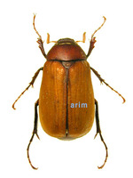 쌍색풍뎅이 - Hilyotrogus bicoloreus