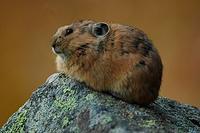 Pfeifhase: Ochotona alpina (Alpine Pika)