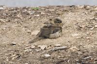 House Sparrow dust bathing in Nashville.jpg