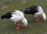 Two Andean Geese feed