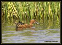 Cinnamon Teal