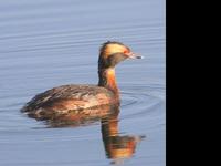 Horned Grebe