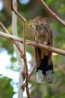 Guira Cuckoo