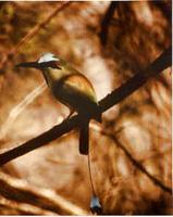 Turquoise-browed Motmot