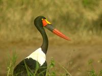 Saddle-billed Stork (Sadelnäbbstork) - Ephippiorhynchus senegalensis
