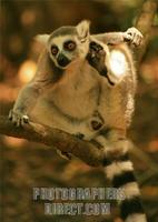 Ringtail Lemur in Tree stock photo