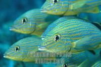 Blue striped grunt ( Haemulon sciurus ) , cuba stock photo