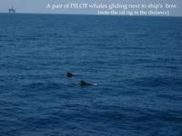 Pair of pilot whales