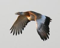 Great Bustard