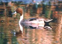 Pintail