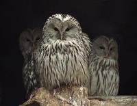 Strix uralensis - Ural Owl