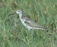 Marsh Sandpiper p.138