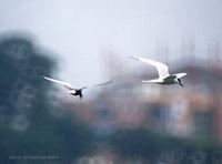 제비갈매기 Common-Tern  Sterna hirundo longipennis