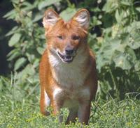 dhole photo Cuon Alpinus