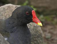 Moorhen (Gallinula chloropus)