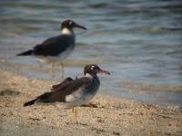 White-eyed Gull (Larus leucophtalamus)