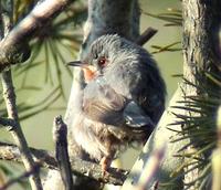 Subalpine Warbler (Sylvia cantillans)