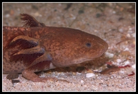 : Ambystoma mexicanum; Mexican Axolotl