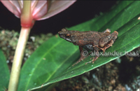 : Ansonia hanitschi