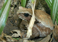 : Bufo guttatus; Smooth-sided Toad