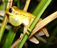 : Hypsiboas leptolineatus