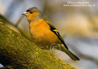 : Fringilla coelebs; Chaffinch