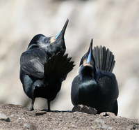 : Phalacrocorax penicillatus; Brandt's Cormorant