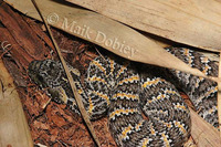 : Acanthophis rugosus; Rough-scaled Deathadder