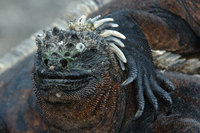 : Amblyrhynchus cristatus ssp. cristatus; Marine Iguana