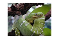 : Corallus caninus; Emerald Tree Boa