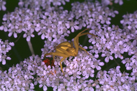 : Misumena vatia; Yellow Crab Spider