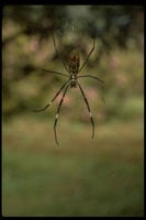 : Nephila sp.; Chinese Spider
