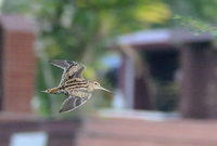 Common Snipe (Gallinago gallinago)