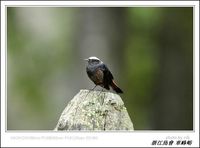 Chaimarrornis leucocephalus White-capped Redstart 白頂溪鴝 078-090