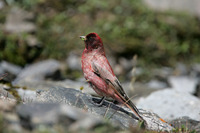 Kozlowia roborowskii Tibetan Rosefinch 藏雀 123-082