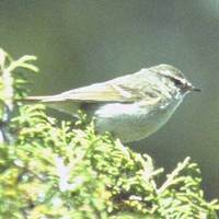 Hume's Warbler